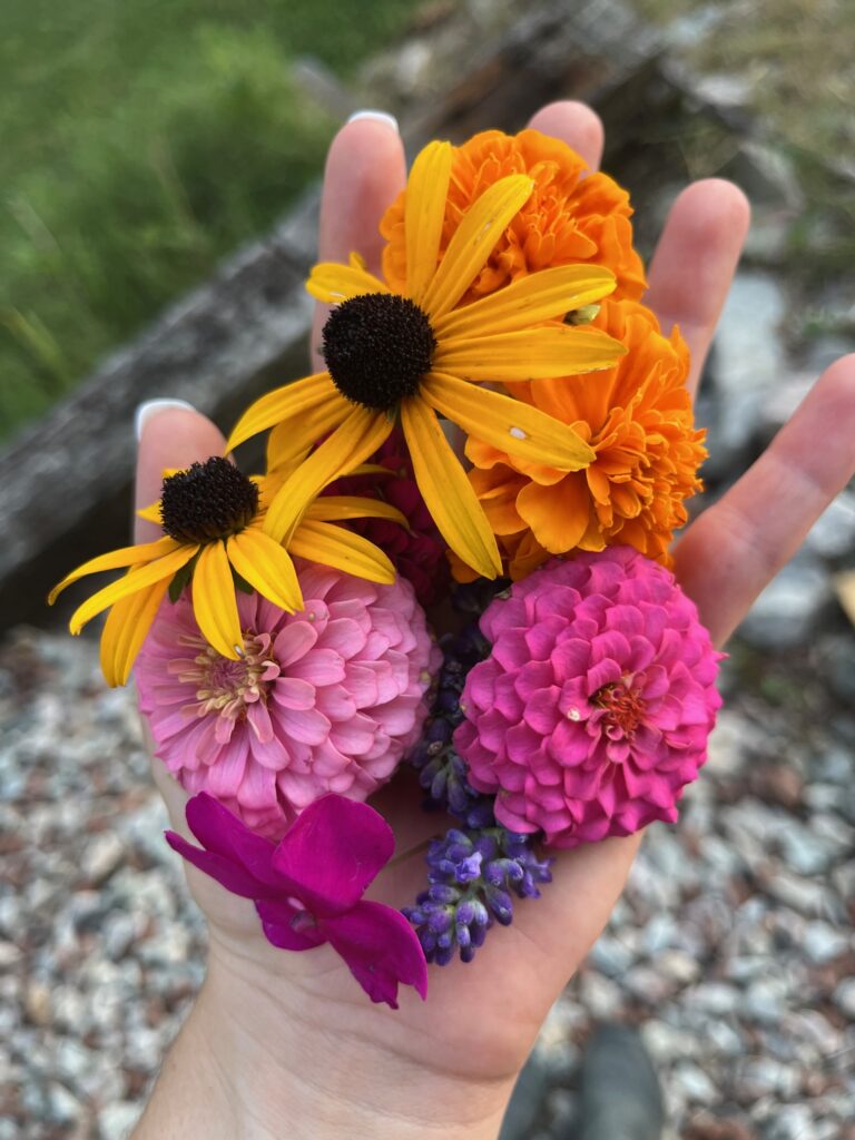 Hand full of freshly picked flowers