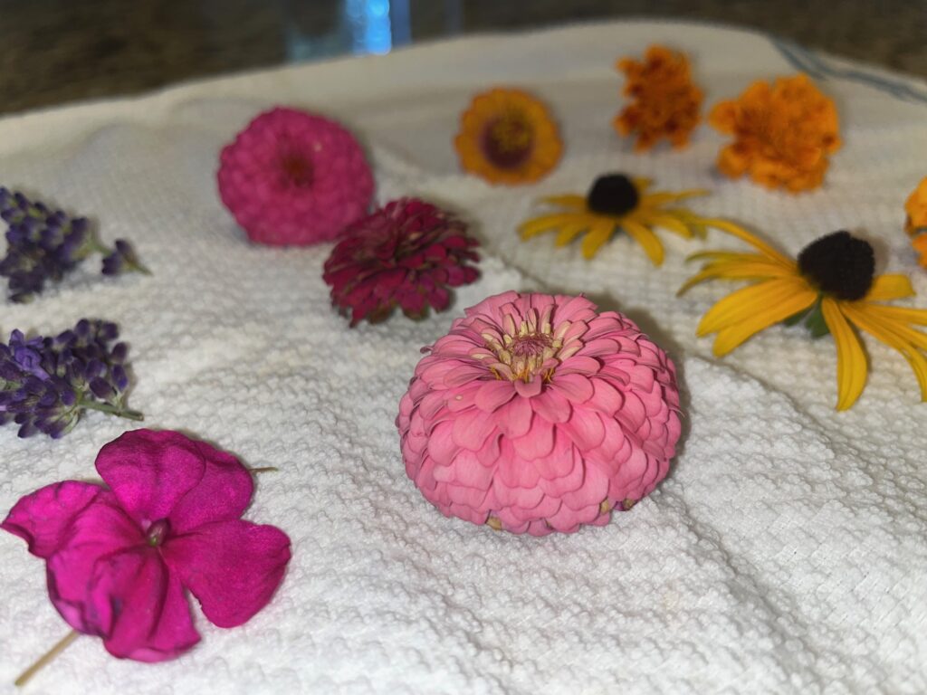 Flower blooms laid out on white towel with focus on pink zinnia 