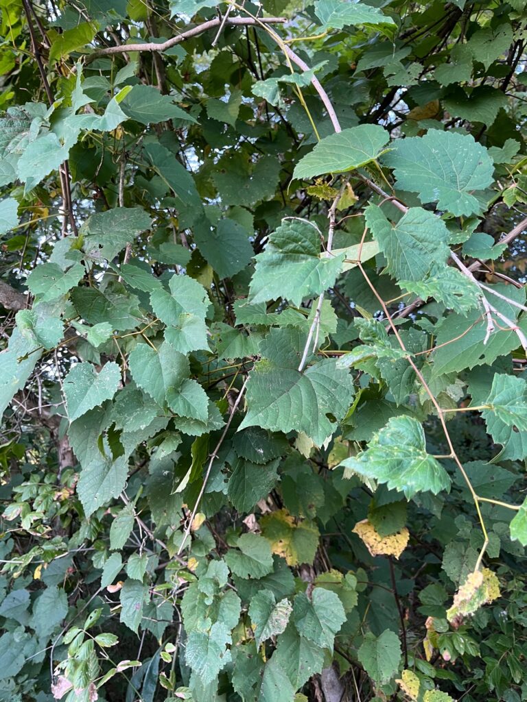 Muscadine Vines growing wild 