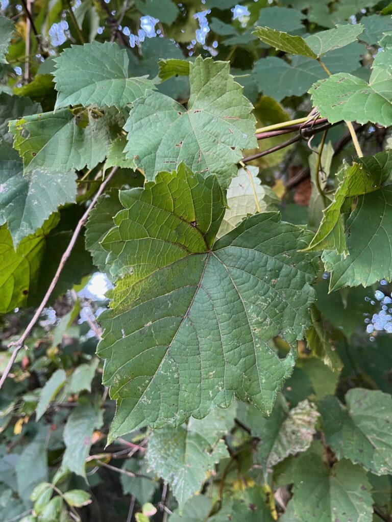 Muscadine Vines closeup of leaves 