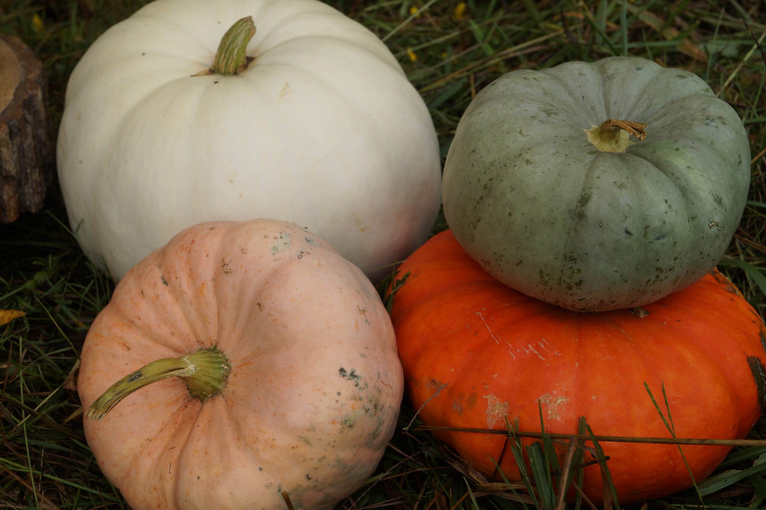 Fall Pumpkins for Fall DIY Photoshoot